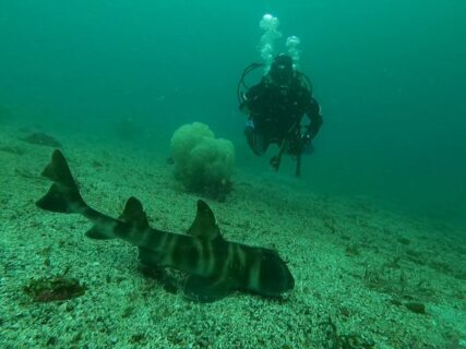 ４/２３　伊豆富戸：小さい子から大物まで！ウミウシ～ネコザメ＼(^o^)／