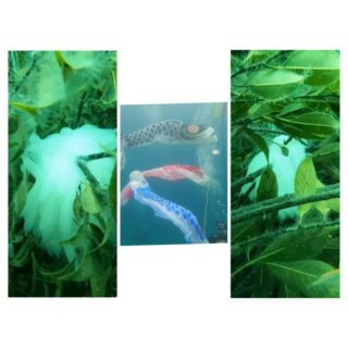 ４/２９　伊豆富戸：アオリイカ産卵スタート！水中鯉のぼりも登場＼(^o^)／