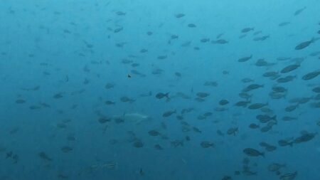 ４月１２日　神子元　ハンマー単体登場！春の神子元♪