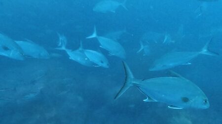 ４月１９日　神子元　春らしい海況で3ダイブ行ってきました！
