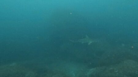 ４月２０日　神子元　初チャレンジ成功！群れ＆ハンマー登場の3ダイブ♪