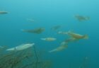 🎉7月16日 神子元🎉透明度は残念…でも海の中は大興奮!!🦈単体から群れまで、全ダイブでハンマーGET!!🦈🦈🦈