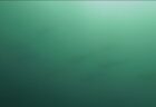 🎉7月16日 神子元🎉透明度は残念…でも海の中は大興奮!!🦈単体から群れまで、全ダイブでハンマーGET!!🦈🦈🦈