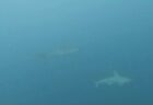 ７月５日　神子元　ハンマーGET！魚群もGood🦈✨