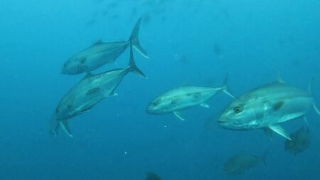 ７月２６日　神子元    ベタ凪の神子元で3ダイブ！魚影は今日も最高✨