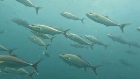 ７月２９日　神子元     神子元３ダイブ！カンパチの群れと魚影を満喫♪