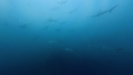 ７月３０日　神子元、大当たりーーー！！🦈🦈