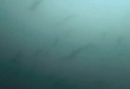 🎉7月16日 神子元🎉透明度は残念…でも海の中は大興奮！！🦈単体から群れまで、全ダイブでハンマーGET！！🦈🦈🦈