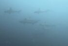 7/27 ソラスズメダイなど子供達がどんどん増えてきました(*^O^*)
