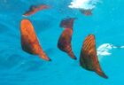 8月12日 神子元 ツンデレな海に翻弄され、ラストはハンマー!🦈✨