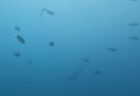 8/10 まだまだアオリイカの産卵は絶好調(*^O^*)