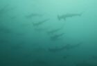８/２８　伊豆富戸：アオリイカ復活？！４０杯以上の大乱舞＼(^o^)／ ミナミハコフグ幼魚、ヤシャハゼなど可愛い子達も負けてない^^v