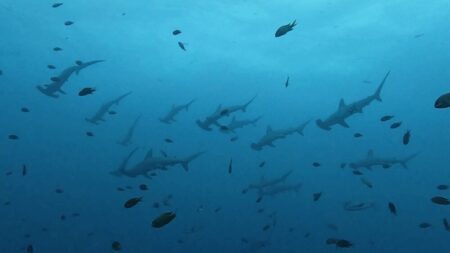 ９月５日　神子元　  この海だから、やめられない。神子元ハンマーダイブ🦈