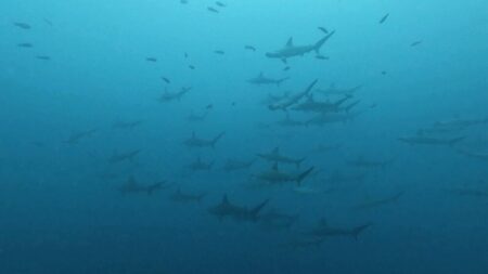 ９月１３日　神子元　タカベシャワーからのハンマーリバー！！🦈