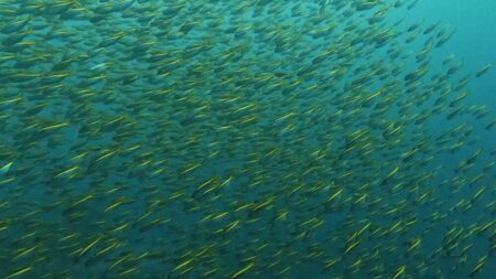 ９月１６日　神子元　 ハンマーはお留守⁉️🐟群れ祭りの神子元２ダイブ！