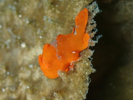 １０/２０　伊豆富戸：一円玉サイズのマツカサウオに、２ｃｍのイロカエルアンコウ！可愛い幼魚たちがいっぱい＼(^o^)／