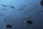 10月7日 神子元 ハンマーダイブ最高‼️並泳&着底でじっくり鑑賞🦈