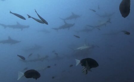 🎉10月7日 神子元🎉ハンマー大・爆・発🦈🦈🦈  ハンマー群れを着底で目の前で鑑賞🦈🦈🦈