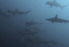 10/20 伊豆富戸:一円玉サイズのマツカサウオに、2cmのイロカエルアンコウ!可愛い幼魚たちがいっぱい\(^o^)/