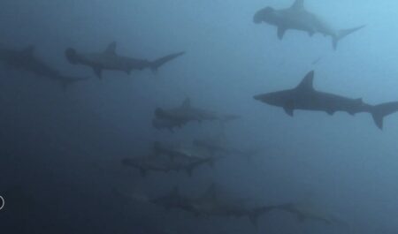 🎉10月20日 神子元ツアー🎉 🦈 キターーー！ハンマー群れと並泳に成功！🦈