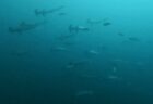 🎉10月7日 神子元🎉ハンマー大・爆・発🦈🦈🦈 ハンマー群れを着底で目の前で鑑賞🦈🦈🦈