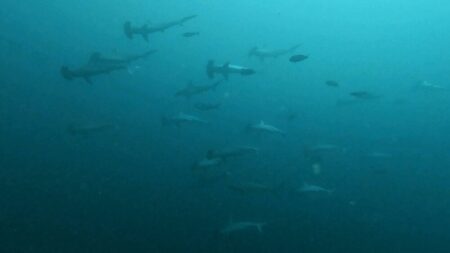 １０月７日　神子元　 ハンマーダイブ最高‼️並泳＆着底でじっくり鑑賞🦈