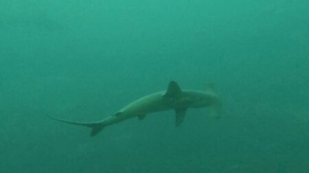 １０/１８　神子元  🦈 BIGサイズのハンマーに会えました‼️✨