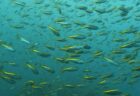 10/19 伊豆富戸:ボートダイビングでタカベの大群に遭遇!魚群に囲まれる感動\(^o^)/